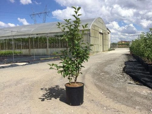 Sierappel Als Struik (Malus 'Evereste') 4 Sierappel Als Struik (Malus 'Evereste') - Afbeelding 2