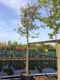 Sierappel (Malus 'Evereste') -Groene Wereld malus evereste 2025cm