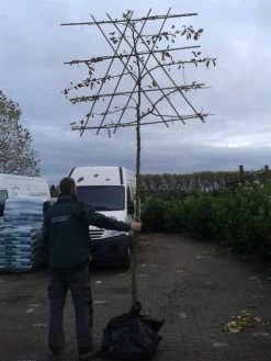 Sierappel Als Leiboom (Malus 'Evereste') 11 Sierappel Als Leiboom (Malus 'Evereste') -Groene Wereld malus evereste lei 1