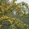 Sierappel (Malus 'Golden Hornet') -Groene Wereld malus golden hornet01