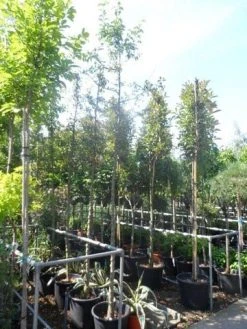 Sierappel (Malus 'Golden Hornet') -Groene Wereld malus golden hornet 10 12ho cont