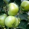 Appelboom (Malus Domestica 'Grenadier') 1 Appelboom (Malus Domestica 'Grenadier') -Groene Wereld malus grenadeer