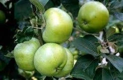 Lei-appel (Malus Domestica 'Grenadier')