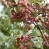 Sierappel (Malus 'John Downie') -Groene Wereld malus john downie01 1