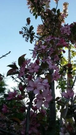 Sierappel (Malus 'Liset') -Groene Wereld malus liset