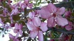 Sierappel (Malus 'Rudolf') 7 Sierappel (Malus 'Rudolf') -Groene Wereld malus liset 2 1 2