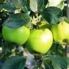 Lei-Appel (Malus Domestica 'Lombarts Calville') -Groene Wereld malus lombart s calville 1