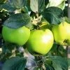 Lei-Appel (Malus Domestica 'Lombarts Calville') -Groene Wereld malus lombart s calville
