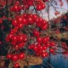 Sierappel (Malus 'Red Sentinel') -Groene Wereld malus red sentinel01
