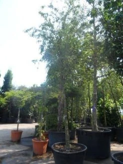 Sierappel (Malus 'Red Sentinel') -Groene Wereld malus red sentinel 25 30ho c500 1