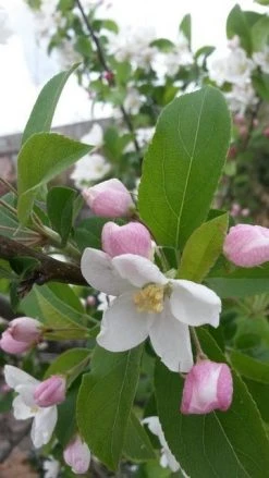 Sierappel (Malus 'Red Sentinel') -Groene Wereld malus red sentinel 2