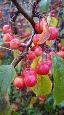 Sierappel (Malus 'Red Sentinel') -Groene Wereld malus red sentinel 2 1