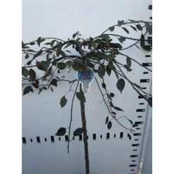 Rode Treursierappel Op Stam (Malus 'Royal Beauty') -Groene Wereld malus royal beauty 100cm 1