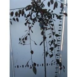 Rode Treursierappel Op Stam (Malus 'Royal Beauty') -Groene Wereld malus royal beauty 130cm 1