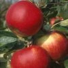 Appelboom (Malus Domestica 'Santana') -Groene Wereld malus santana