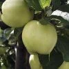 Lei-Appel (Malus Domestica 'Transparente Jaune') -Groene Wereld malus transpaente jaune 1
