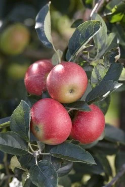 Appelboom (Malus Domestica 'Benoni') -Groene Wereld malusbenoniv01 1