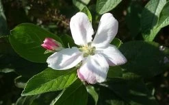 Appelboom (Malus Domestica 'Elstar') 11 Appelboom (Malus Domestica 'Elstar') -Groene Wereld maluselstarbloesem01 2 1
