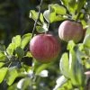 Appelboom (Malus Domestica 'Elstar') -Groene Wereld maluselstarv01 2