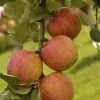 Appelboom (Malus Domestica 'Laxton's Superb') -Groene Wereld maluslaxtonsuperbv01