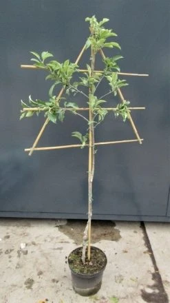 Lei-Appel (Malus Domestica 'Glorie Van Holland') -Groene Wereld malusleivorm2 1 2