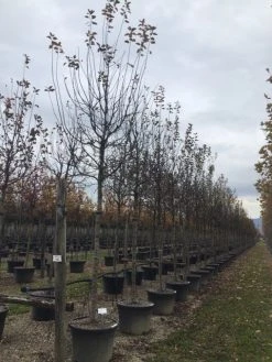 Sierappel (Malus 'Profusion' ) -Groene Wereld malusprofusionalsboom