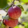 Appelboom (Malus Domestica 'Red Devil') -Groene Wereld malusreddevilv01