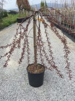Rode Treursierappel Op Stam (Malus 'Royal Beauty') -Groene Wereld malusroyalbeauty01 1