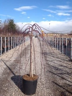 Rode Treursierappel Op Stam (Malus 'Royal Beauty') 11 Rode Treursierappel Op Stam (Malus 'Royal Beauty') -Groene Wereld malusroyalbeauty02