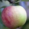 Lei-Appel (Malus Domestica 'Worcester Pearmain') -Groene Wereld malusworcesterpearmainv01 1 1