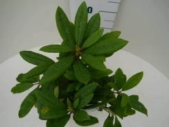 Rhododendron (Rhododendron 'Marcel Menard') -Groene Wereld marcel mennard c2 boven 1