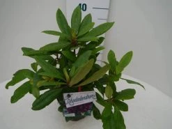 Rhododendron (Rhododendron 'Marcel Menard') 27 Rhododendron (Rhododendron 'Marcel Menard') -Groene Wereld marcel mennard c2 zij