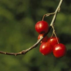 Sierappel (Malus 'Red Sentinel') -Groene Wereld marsenti 17 1