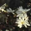 Stermagnolia (Magnolia Stellata) -Groene Wereld mastella 13 2