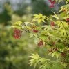 Japanse Esdoorn (Acer Palmatum 'Osakazuki') -Groene Wereld mebr00220 2