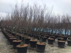 Meerstammige Kornoelje (Cornus Kousa 'Milky Way') -Groene Wereld meerstamcornusmilkyway