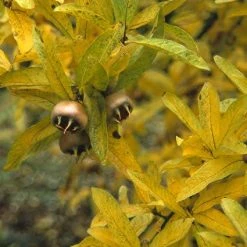 Mispel (Mespilus Germanica) -Groene Wereld megerman 9