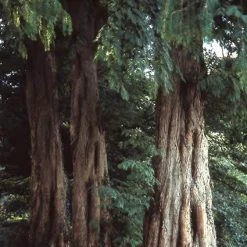 Watercipres (Metasequoia Glyptostroboides) -Groene Wereld meglypto 7
