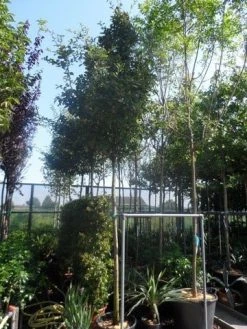 Mispel (Mespilus Germanica) -Groene Wereld mespilus germanica 12 14 16ho cont