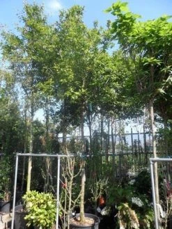 Mispel (Mespilus Germanica) -Groene Wereld mespilus germanica 18 20ho cont