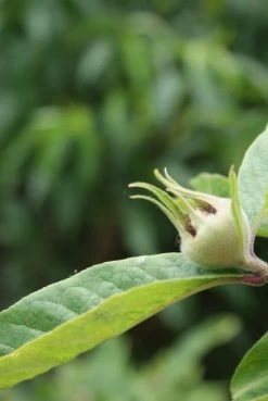 Mispel (Mespilus Germanica) -Groene Wereld mespilus germanica 5