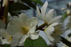 Michelia 'Fairy Magnolia White' -Groene Wereld michelia fairy magnolia blush 2