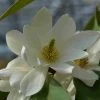 Michelia 'Fairy Magnolia White' -Groene Wereld michelia fairy magnolia blush 2