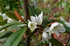 Michelia 'Fairy Magnolia White' -Groene Wereld michelia fairy magnolia blush 3 2