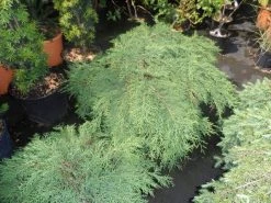 Valse Jeneverbes (Microbiota Decussata) -Groene Wereld microbiota decussata 60 80 c12