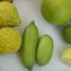 Vingerlimoen (Microcitrus Australasica) -Groene Wereld microcitrusaustralasicav01