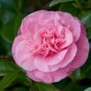 Camelia (Camellia Japonica 'Marie Bracey') -Groene Wereld moja01193 1