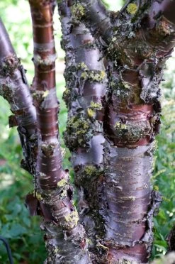 Tibetaanse Sierkers (Prunus Serrula) -Groene Wereld moja02829 1