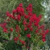 Lagerstroemia Als Halfstam (Lagerstroemia Indica 'Dynamite') -Groene Wereld moja09547 1