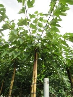 Zwarte Moerbei Als Boom (Morus Nigra) -Groene Wereld morus